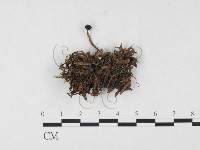 登錄號:F0026561藏品圖，第3張