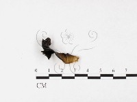 登錄號:F0026562藏品圖，第1張