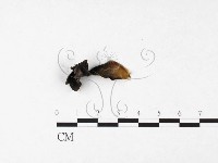 登錄號:F0026562藏品圖，第3張