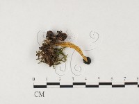 登錄號:F0026564藏品圖，第1張