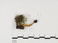 登錄號:F0026564藏品圖，第3張