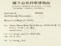 黄柄小孔菌藏品圖，第2張