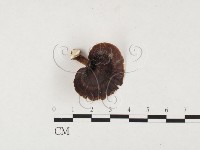 黄柄小孔菌藏品圖，第1張