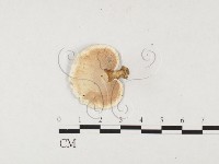 黄柄小孔菌藏品圖，第3張