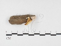 多孔菌屬藏品圖，第1張