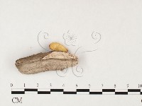 多孔菌屬藏品圖，第3張