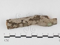 筍殼菌屬藏品圖，第1張