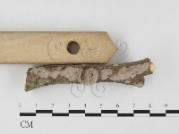 筍殼菌屬藏品圖，第3張