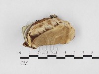 靈芝屬藏品圖，第1張