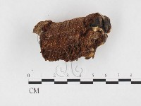 靈芝屬藏品圖，第3張