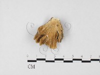 雲芝藏品圖，第1張