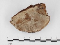 登錄號:F0026579藏品圖，第3張