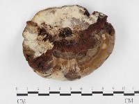 登錄號:F0026580藏品圖，第3張