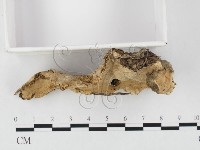 多年臥孔菌屬藏品圖，第3張