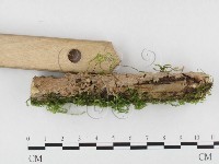 登錄號:F0026583藏品圖，第3張