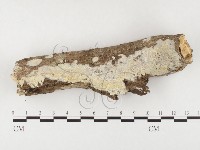 登錄號:F0026584藏品圖，第1張