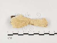 耙菌屬藏品圖，第1張