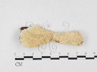 耙菌屬藏品圖，第3張