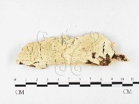 登錄號:F0026586藏品圖，第1張