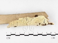 登錄號:F0026586藏品圖，第3張