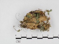 多年臥孔菌屬藏品圖，第3張