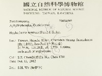 冇骨消絲齒菌藏品圖，第2張