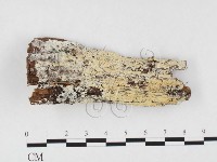 顯絲菌屬藏品圖，第3張