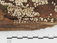 登錄號:F0026595藏品圖，第3張