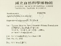 剛毛絲皮菌藏品圖，第2張