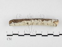 剛毛絲皮菌藏品圖，第1張