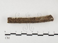 剛毛絲皮菌藏品圖，第3張