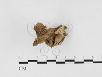 登錄號:F0026598藏品圖，第1張