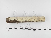 登錄號:F0026600藏品圖，第1張