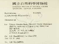 附毛菌屬藏品圖，第2張