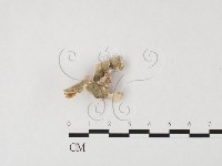 附毛菌屬藏品圖，第1張