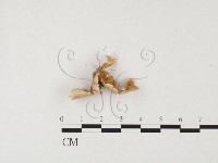 附毛菌屬藏品圖，第3張