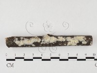 登錄號:F0026602藏品圖，第1張