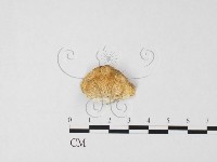 登錄號:F0026603藏品圖，第1張