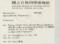 銳孔菌屬藏品圖，第2張