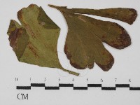 登錄號:F0026606藏品圖，第1張