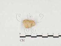 煙管菌藏品圖，第1張