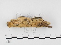 登錄號:F0026609藏品圖，第3張