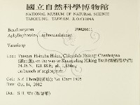 叉絲革菌屬藏品圖，第2張