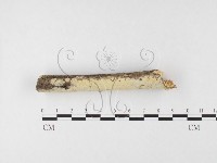 叉絲革菌屬藏品圖，第1張