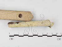 叉絲革菌屬藏品圖，第3張