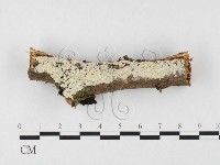 絲齒菌屬藏品圖，第1張