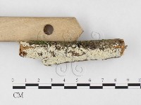 絲齒菌屬藏品圖，第3張