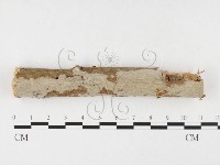 登錄號:F0026614藏品圖，第1張