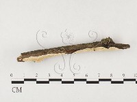 登錄號:F0026615藏品圖，第3張