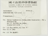 顯絲菌屬藏品圖，第2張
